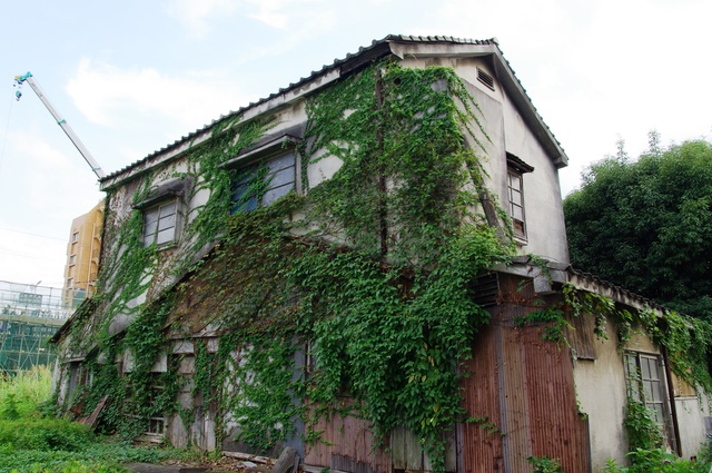 蔦に覆われた古い建物